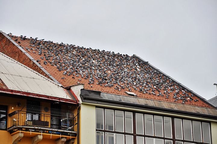 A2B Pest Control are able to install spikes to deter birds from roofs in Aldridge.