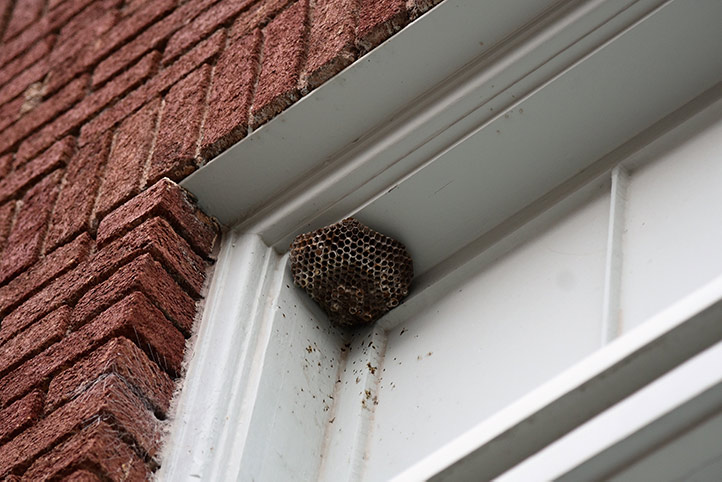 We provide a wasp nest removal service for domestic and commercial properties in Aldridge.